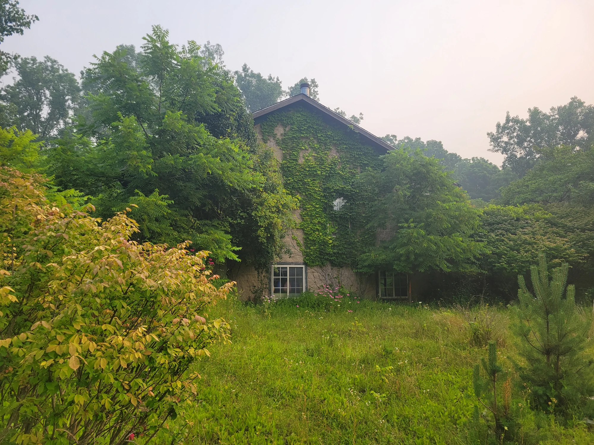 Overgrown Dimondale-area house involved in an assisted-living transition